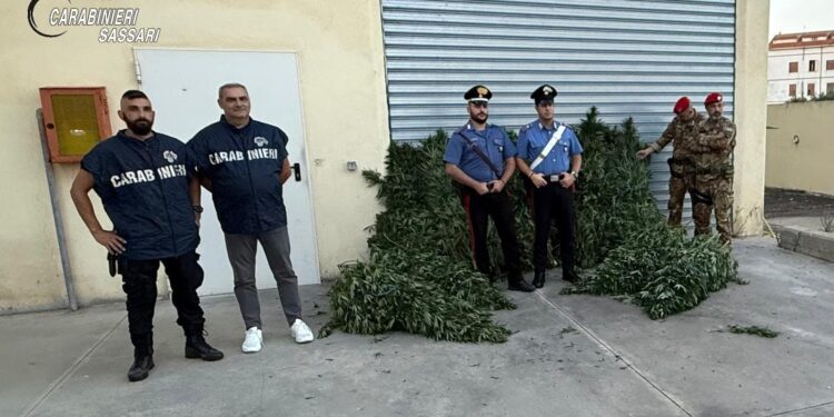 Scoperta una piantagione di droga a Bottidda, arrestato un uomo