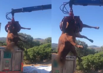 Decine di bovini sani abbattuti a Paulilatino: “Dove sono gli animalisti, i veterinari che una volta curavano gli animali?”