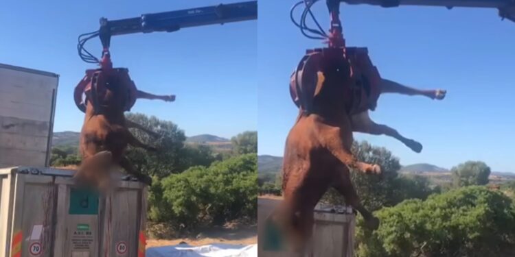 Decine di bovini sani abbattuti a Paulilatino: “Dove sono gli animalisti, i veterinari che una volta curavano gli animali?”