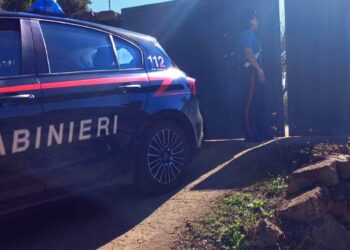 Villacidro, ritorna nel suo capanno dopo anni di assenza e trova una piantagione di marijuana