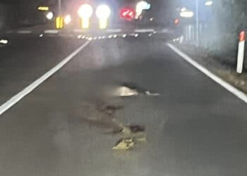 Pula, ancora un cervo falciato dalle vetture in corsa