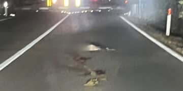 Pula, ancora un cervo falciato dalle vetture in corsa