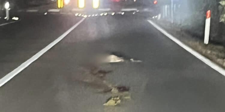 Pula, ancora un cervo falciato dalle vetture in corsa