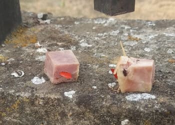 Guspini, bocconi di prosciutto cotto con schegge di vetro e alluminio al loro interno: scatta la denuncia