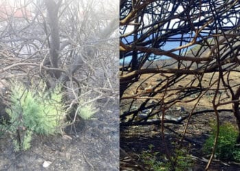 Villasimius, a Punta Molentis la rinascita dopo la distruzione: germogli verdissimi si fanno strada sopra le ceneri