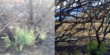 Villasimius, a Punta Molentis la rinascita dopo la distruzione: germogli verdissimi si fanno strada sopra le ceneri