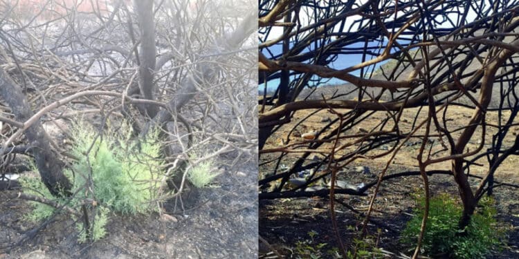 Villasimius, a Punta Molentis la rinascita dopo la distruzione: germogli verdissimi si fanno strada sopra le ceneri