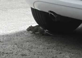 Cagliari, ratti a caccia di cibo tra i mastelli in via Istria: “Situazione insostenibile, serve più igiene e decoro” (VIDEO)