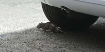 Cagliari, ratti a caccia di cibo tra i mastelli in via Istria: “Situazione insostenibile, serve più igiene e decoro” (VIDEO)