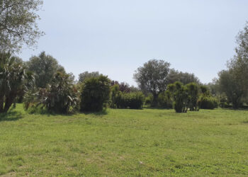 Tragedia al parco, bimbo di 3 anni e mezzo muore schiacciato da una trave