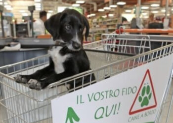 Introduzione dei cani nei supermercati di Cagliari: il web si divide tra libertà d’impresa e convivenza civile