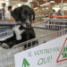 Introduzione dei cani nei supermercati di Cagliari: il web si divide tra libertà d’impresa e convivenza civile