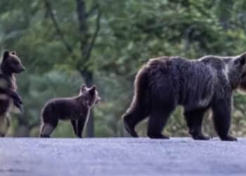Uccisione orsa Amarena, Andrea  Leombruni rinviato a giudizio: “Crudeltà e futili motivi”