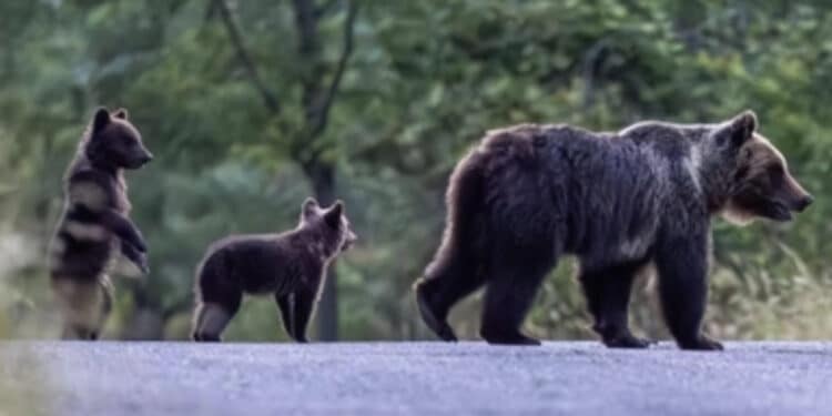 Uccisione orsa Amarena, Andrea  Leombruni rinviato a giudizio: “Crudeltà e futili motivi”