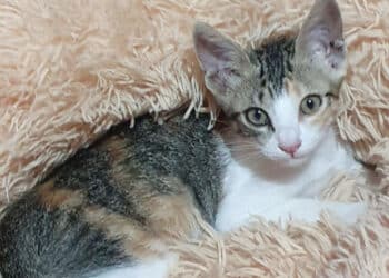 Radia Zampetta Sarda propone l’ adozione di Sissi, 2 mesi di tenerezza