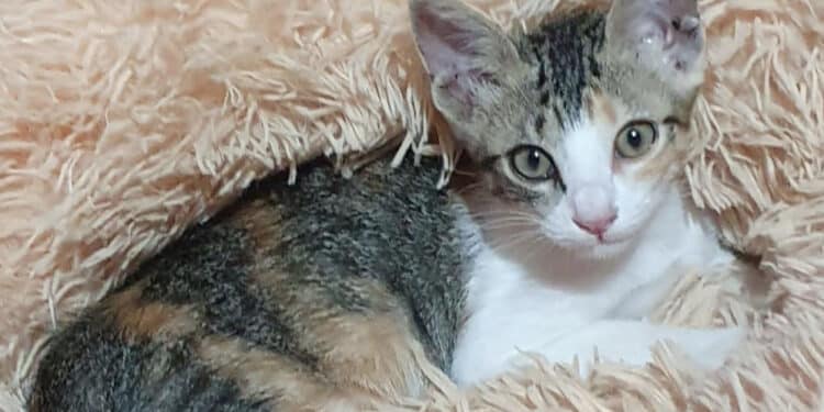 Radia Zampetta Sarda propone l’ adozione di Sissi, 2 mesi di tenerezza