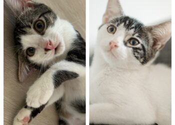 Radio Zampetta Sarda, Mia e Zoe in cerca di una casetta