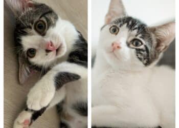 Radio Zampetta Sarda, Zoe e Mia sono in cerca di una famiglia