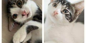 Radio Zampetta Sarda, Zoe e Mia sono in cerca di una famiglia