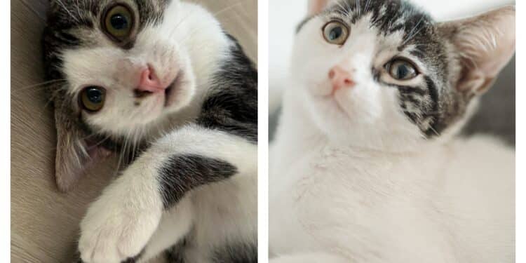 Radio Zampetta Sarda, Zoe e Mia sono in cerca di una famiglia