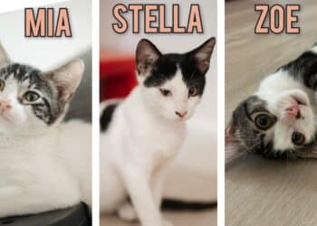 Radio Zampetta Sarda, 3 sorelline in cerca di adozione