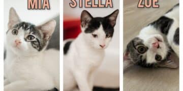 Radio Zampetta Sarda, 3 sorelline in cerca di adozione