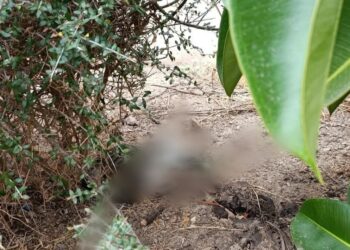 Gatto ucciso a calci da un gruppo di ragazzini ad Assemini, la proprietaria: “Che divertimento avete provato?”