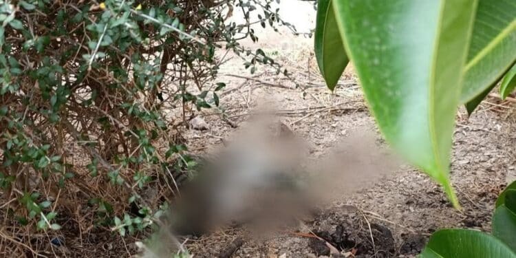 Gatto ucciso a calci da un gruppo di ragazzini ad Assemini, la proprietaria: “Che divertimento avete provato?”