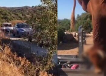 Paulilatino, l’ultimo viaggio dei bovini: una lenta processione verso la morte