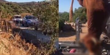 Paulilatino, l’ultimo viaggio dei bovini: una lenta processione verso la morte