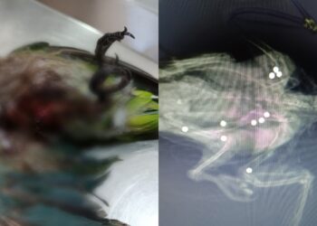 Barbarie a Monserrato, uccisi a fucilate due parrocchetti monaci