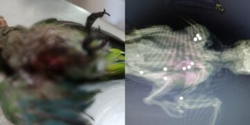 Barbarie a Monserrato, uccisi a fucilate due parrocchetti monaci