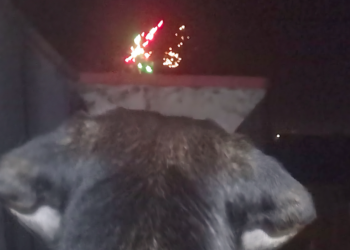 Sarroch, festa del patrono senza i fuochi d’artificio e i cittadini si dividono