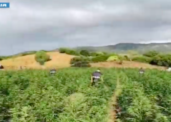 Olzai, sequestrate 5 tonnellate di marijuana: 1 arresto e 2 denunce