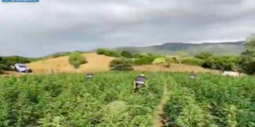 Olzai, sequestrate 5 tonnellate di marijuana: 1 arresto e 2 denunce