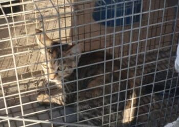 Quartu, salvata miracolosamente una gattina prigioniera in una cabina elettrica: ora si cerca adozione