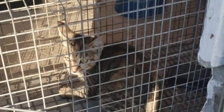 Quartu, salvata miracolosamente una gattina prigioniera in una cabina elettrica: ora si cerca adozione