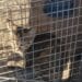 Quartu, salvata miracolosamente una gattina prigioniera in una cabina elettrica: ora si cerca adozione