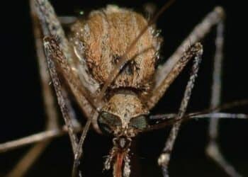 Quattordicesimo caso umano di West Nile in Sardegna: “Proteggetevi dalle punture di zanzara”.