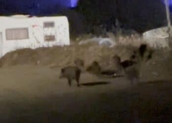 Sinnai, cinghiali affamati e assetati vagano per le vie del paese