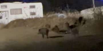 Sinnai, cinghiali affamati e assetati vagano per le vie del paese