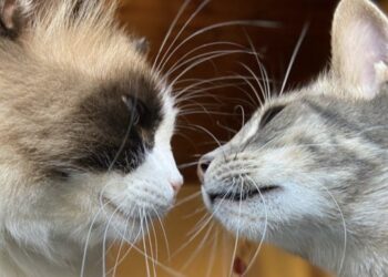 Assemini, caccia a chi ha ucciso a calci un gatto in corso Asia