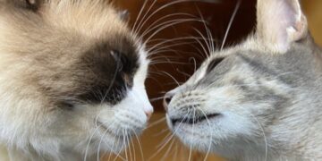 Assemini, caccia a chi ha ucciso a calci un gatto in corso Asia