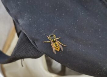 Cagliari, vespe a scuola attaccano un alunno: un collaboratore finisce in ospedale