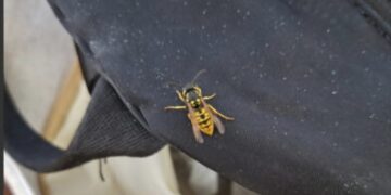 Cagliari, vespe a scuola attaccano un alunno: un collaboratore finisce in ospedale