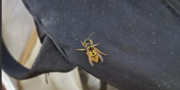 Cagliari, vespe a scuola attaccano un alunno: un collaboratore finisce in ospedale