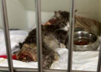 Radio Zampetta Sarda, cucciolo di gatto in fin di vita morso da un cane: al via una raccolta fondi