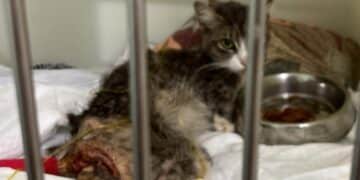 Radio Zampetta Sarda, cucciolo di gatto in fin di vita morso da un cane: al via una raccolta fondi