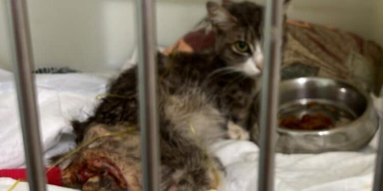 Radio Zampetta Sarda, cucciolo di gatto in fin di vita morso da un cane: al via una raccolta fondi