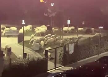 Monserrato, il gregge di pecore torna in azione: rasato il prato dello spazio verde tra le vie Marconi e Volta
